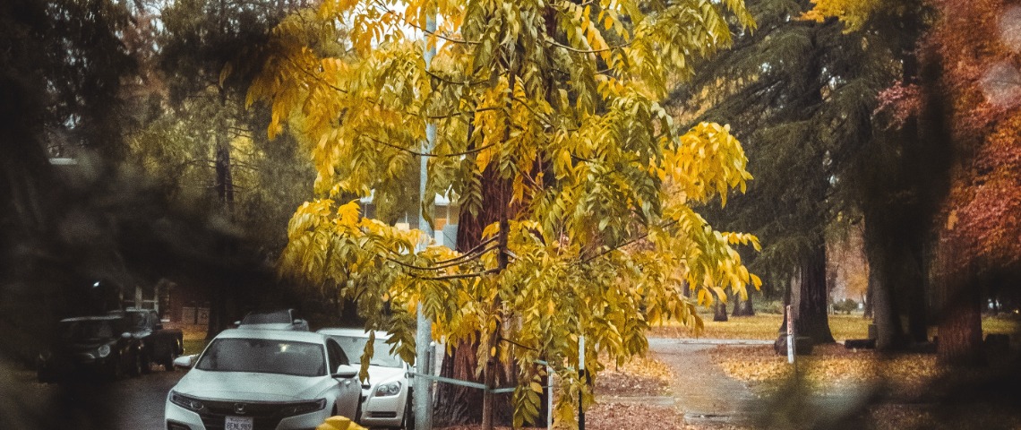 Autorijden in herfst: voorkom gevaarlijke situaties