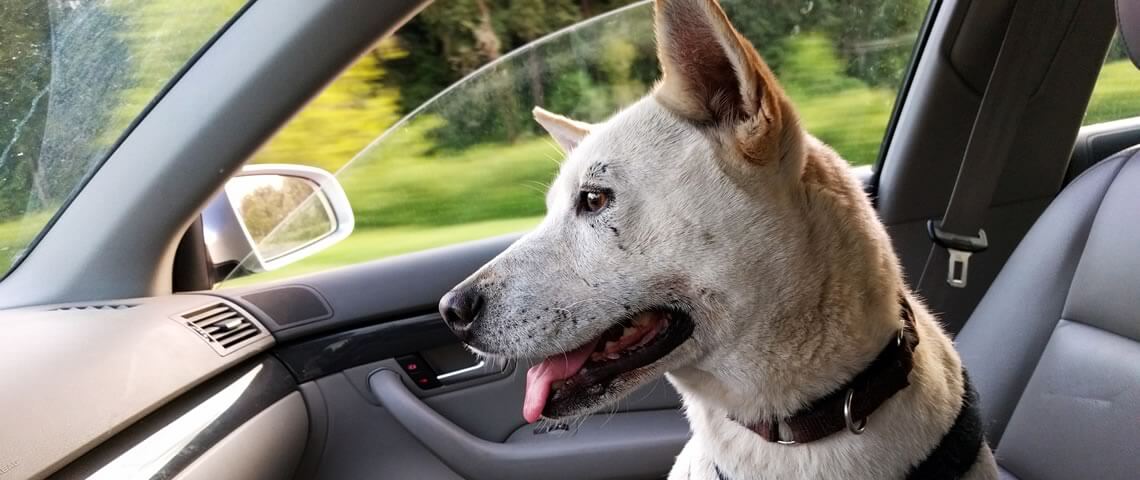 Laat je hond of kind met warm weer nooit achter in de auto