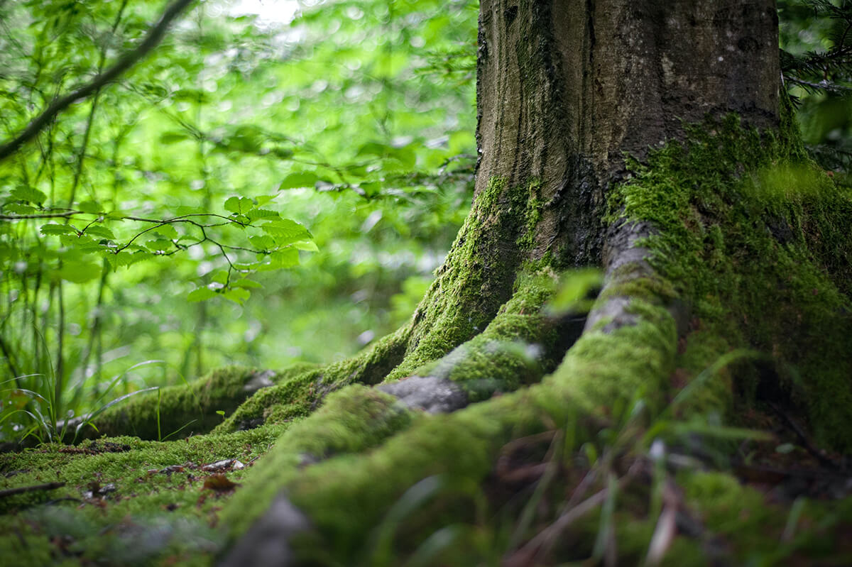 Bos